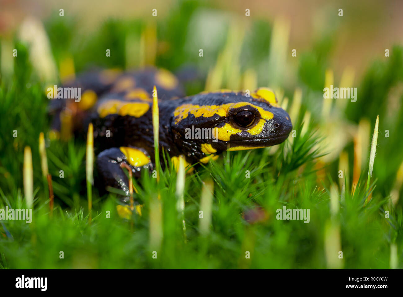 Feuersalamander (Salamandre salamandre) leben in zentralen Europäischen alten feuchten Wäldern und sind häufiger in nassen Bereichen. Stockfoto