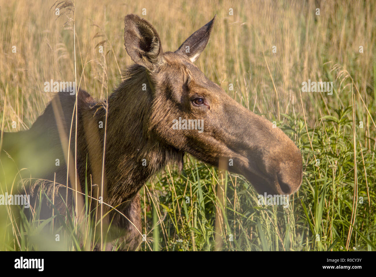 Die Elche (Nordamerika) oder Eurasische elk (Europa), Alces alces, ist die größte rezenten Arten in der Hirsch Familie Stockfoto