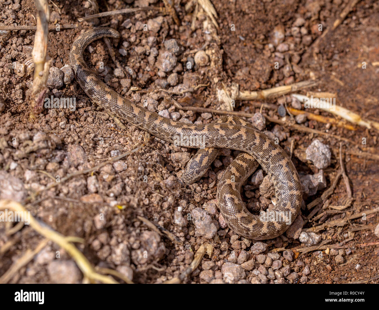 Eryx jaculus, die gemeinhin als die Javelin Sand boa genannt, ist eine Pflanzenart aus der Gattung der Schlange in der boidae Familie. Stockfoto