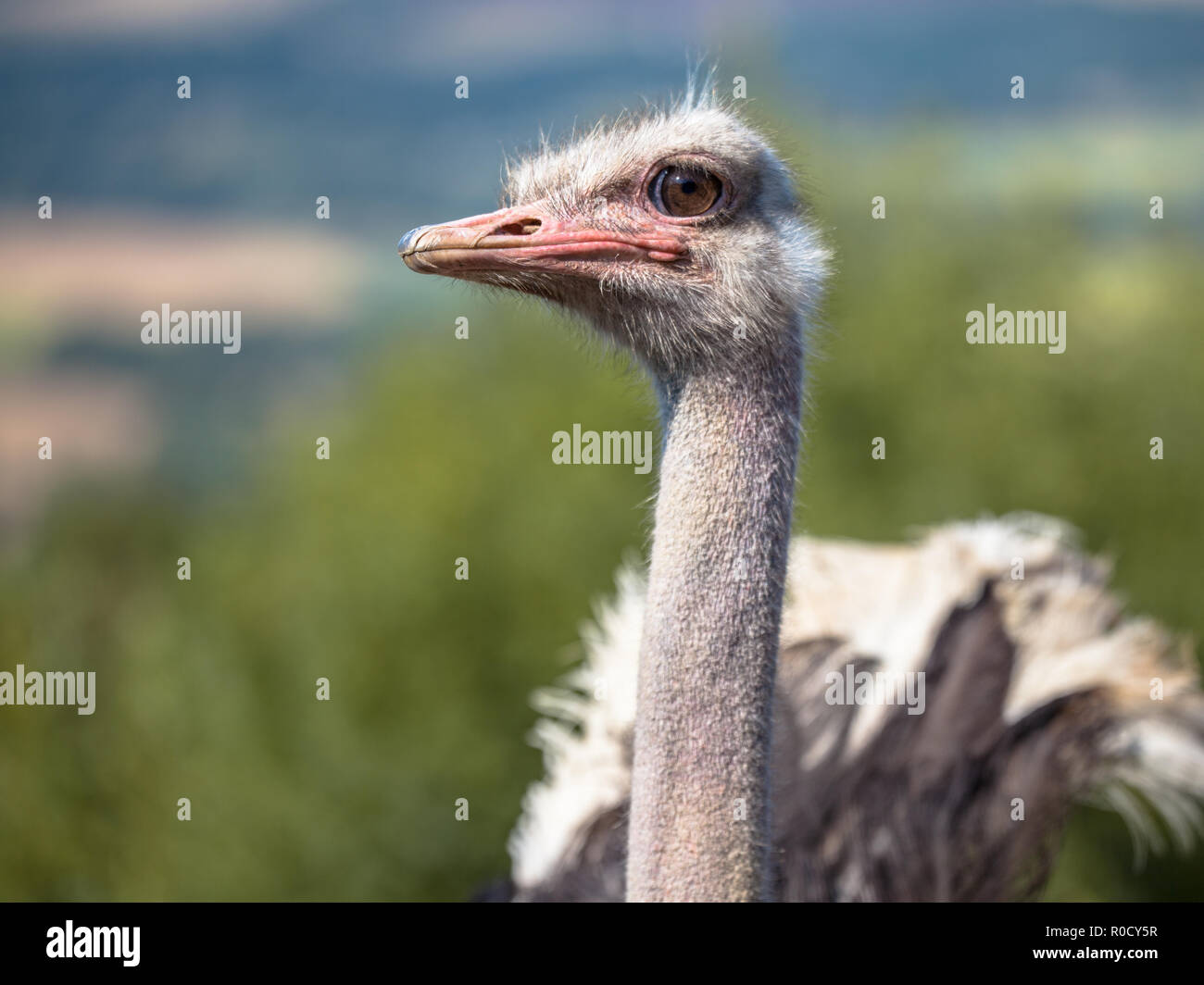Ist Ein Strauß Ein Vogel www.alamy.de