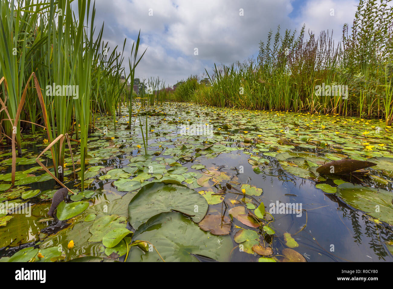 Dichte schwimmende Wasser Vegetation gesäumten Wasserlilie (nymphoides Peltata) in einem städtischen Gebiet in den Niederlanden Stockfoto