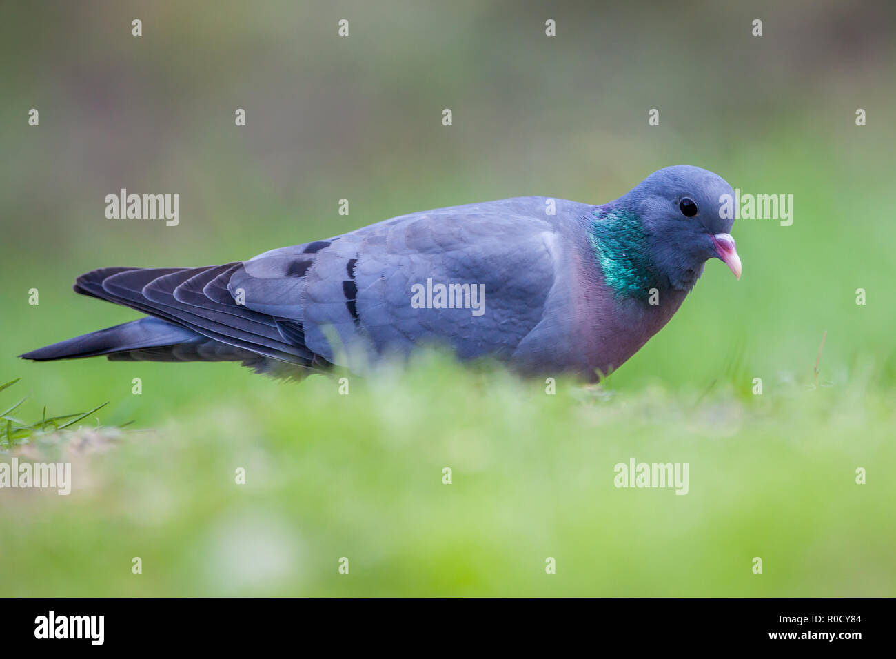 Lieferbar Taube (Columba oenas) Nahrungssuche in eine Wiese mit hellen grünen Gras Stockfoto