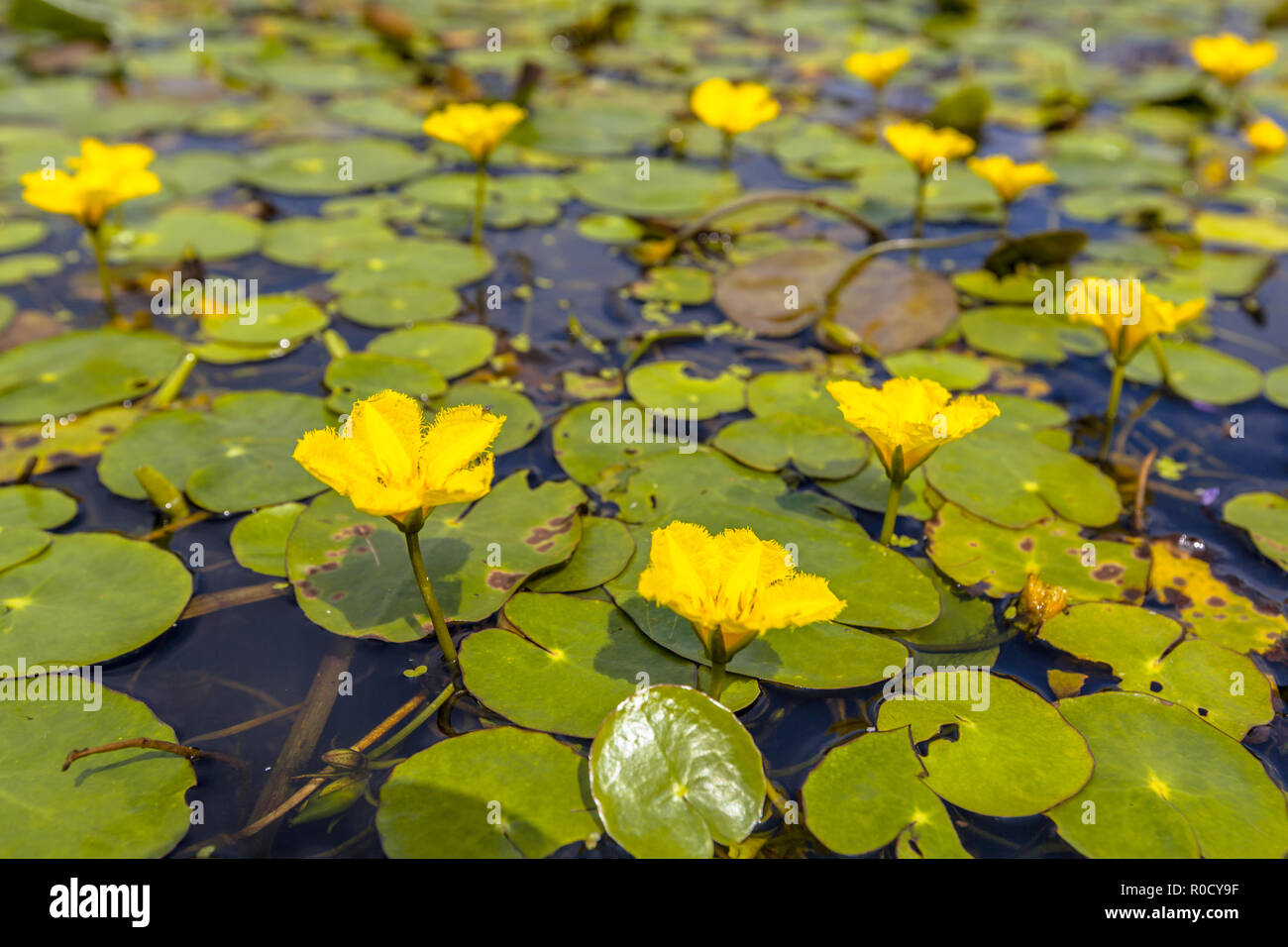 Dichte schwimmende Wasser Vegetation gesäumten Wasserlilie (nymphoides Peltata) Stockfoto