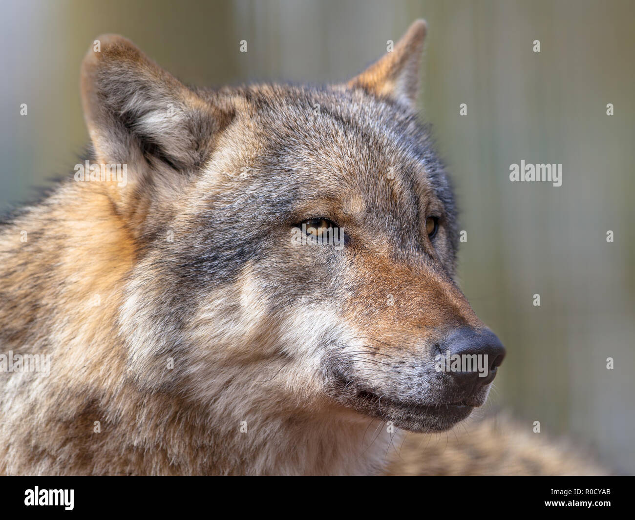 Big Bad Grauer Wolf (Canis lupus Lupus) ist der am meisten spezialisierten Mitglied der Gattung Canis, wie durch seine morphologischen Anpassungen an die Jagd l gezeigt Stockfoto