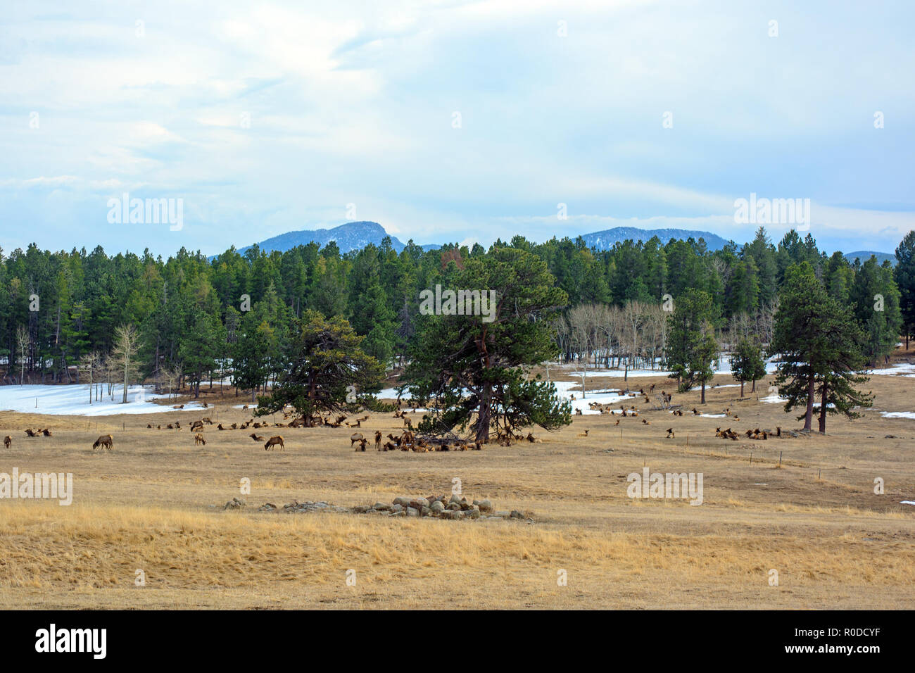 Große Herde Elche weiden und ruhen in einem Feld mit Bäumen und Schnee Stockfoto