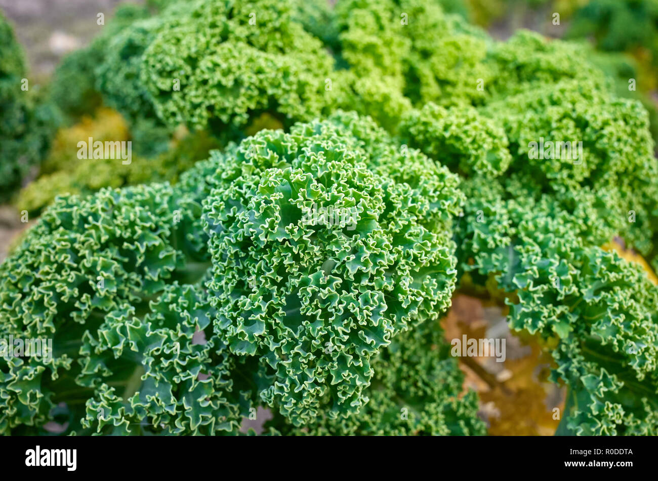 In der Nähe Bild von Grünkohl, Blätter auf einem Feld, selektive konzentrieren. Stockfoto