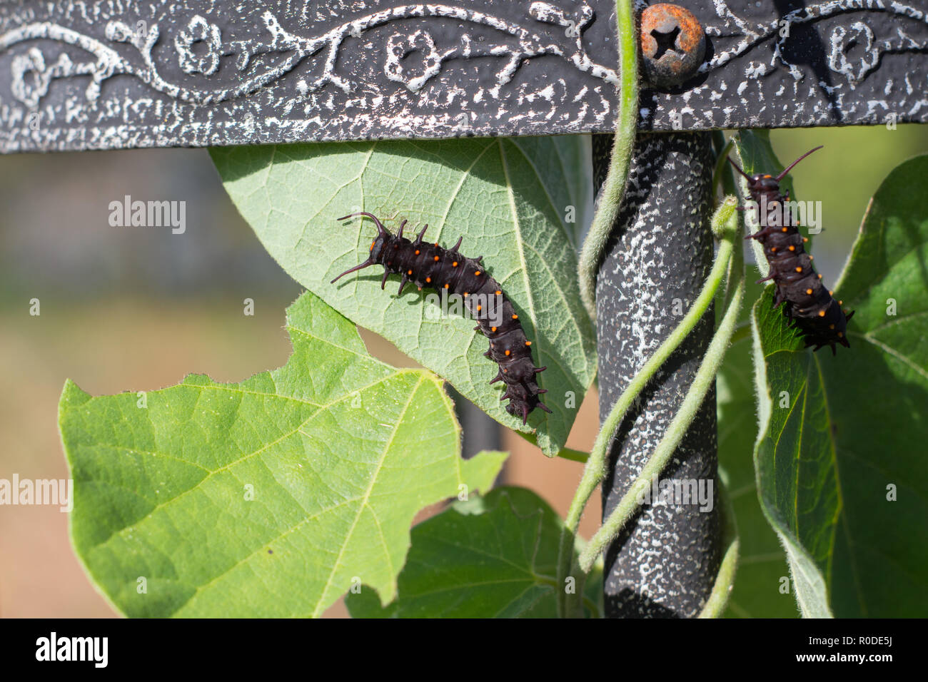 Pfeifenwinde Schwalbenschwanz Raupen (Battus philenor) ruht auf Woolly Dutchman's Rohr (Aristolochia tomentosa) wächst auf einem runden Gitter Stockfoto