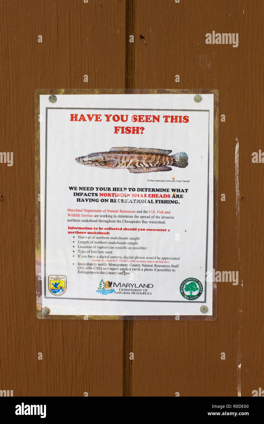 Invasive Arten Plakat für die nördlichen Schlangenkopf (Channa argus) durch Maryland Abteilung der Naturresourcen, in Maryland, USA posted Stockfoto