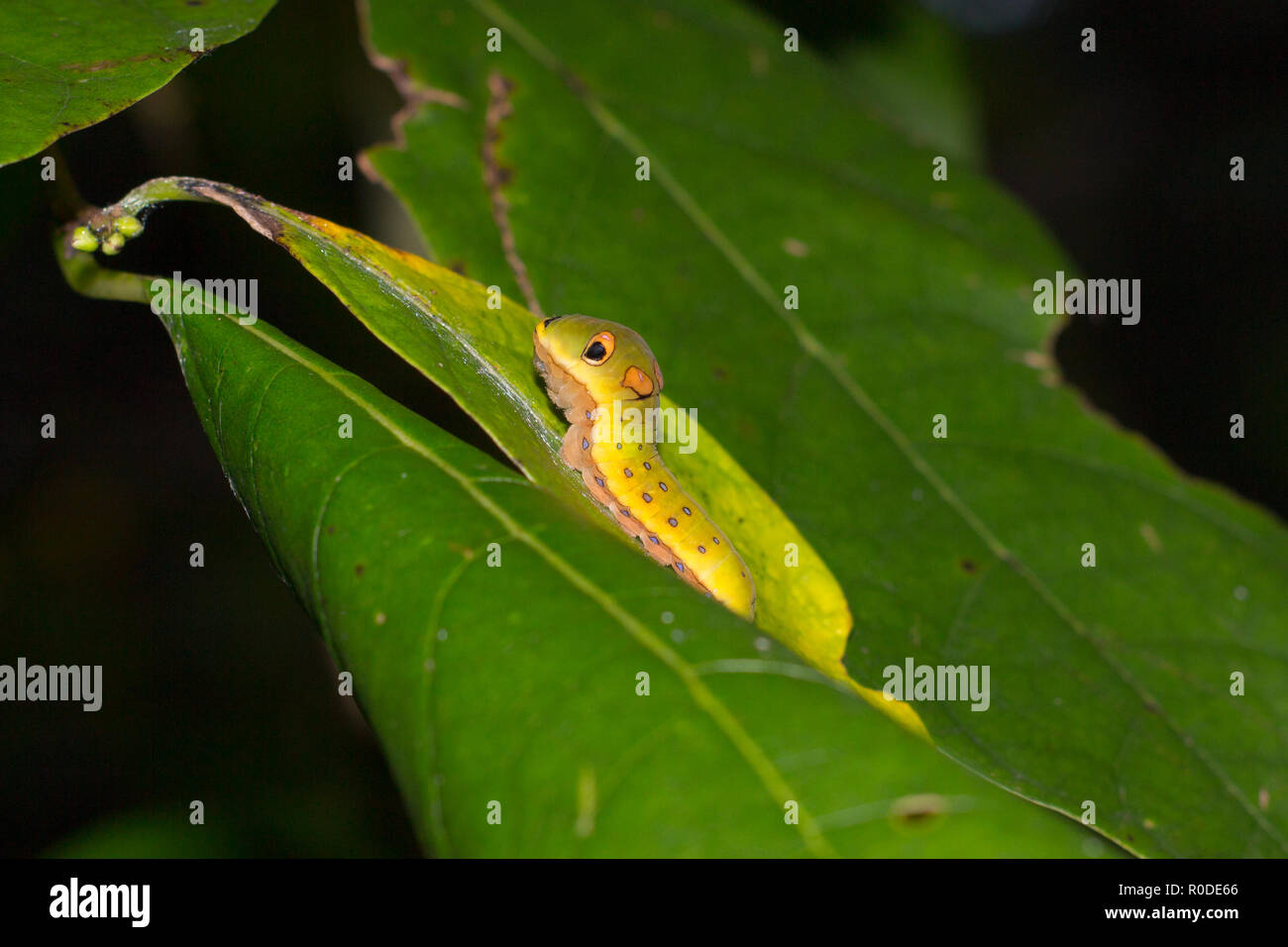 Ein spicebush Swallowtail Caterpillar (Papilio troilus) am nördlichen spicebush (Lindera benzoin), Maryland, United States Stockfoto