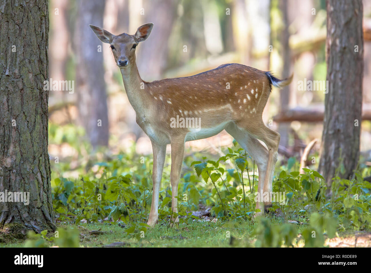 Weibliche Sika Hirsch (Cervus Nippon) im Wald in die Kamera schaut Stockfoto