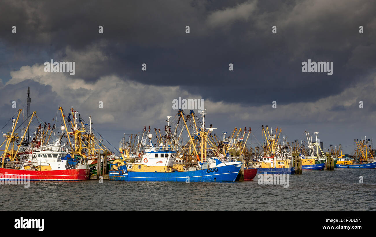 Lauwersoog beherbergt eine der größten Fischereiflotten in den Niederlanden. Die Fischereitätigkeit konzentriert sich vor allem auf den Fang von Muscheln, Austern, Shrimps und Fl Stockfoto