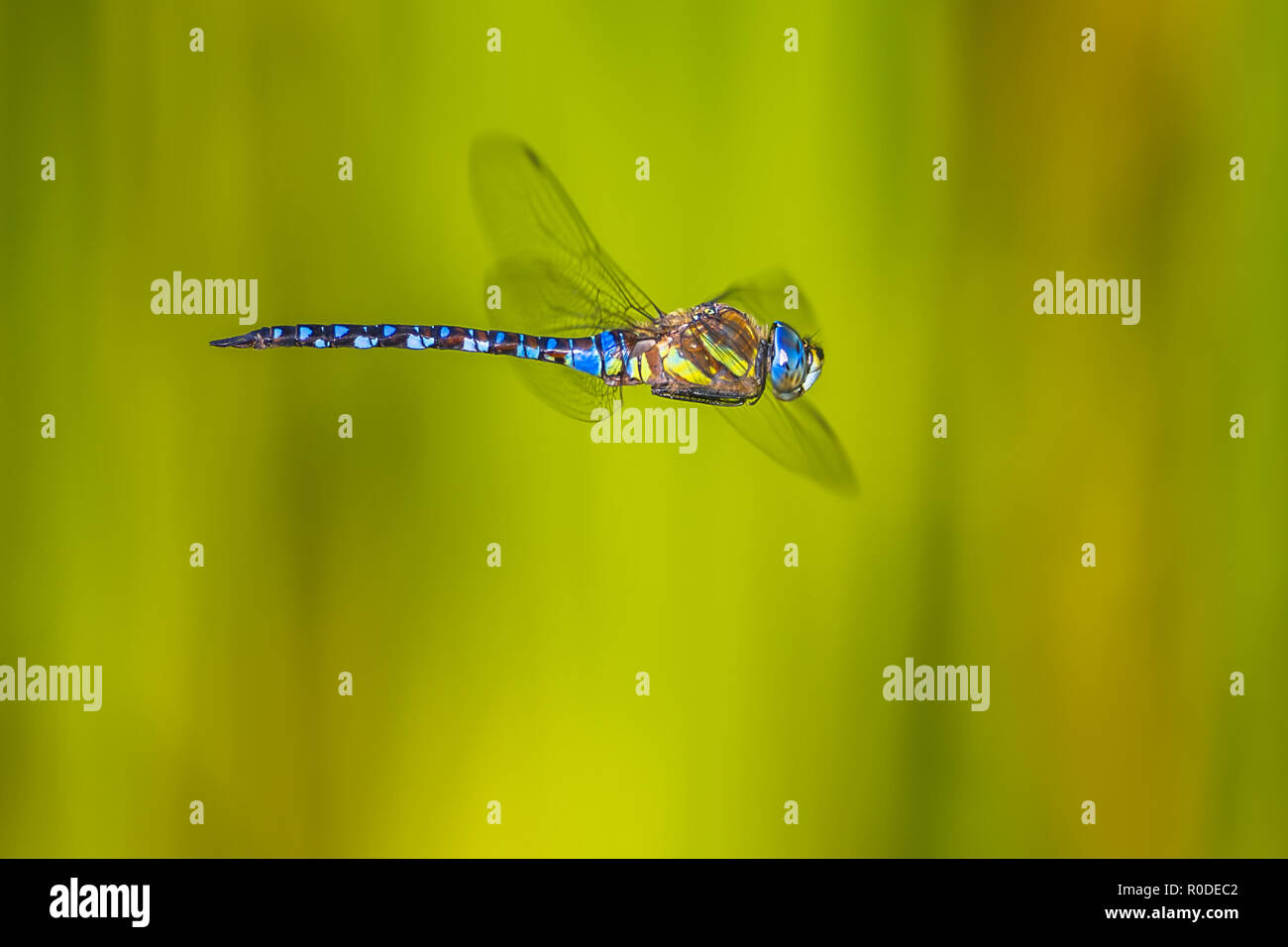 Große Migrant Hawker Dragonfly (Aeshna Mixta) schwebt in der Luft mit leuchtend grünen Hintergrund von Wasserpflanzen Stockfoto