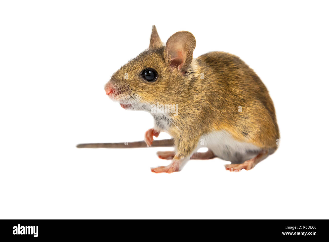 Holz Maus (APODEMUS SYLVATICUS) mit niedlichen braunen Augen schauen in die Kamera auf weißem Hintergrund Stockfoto