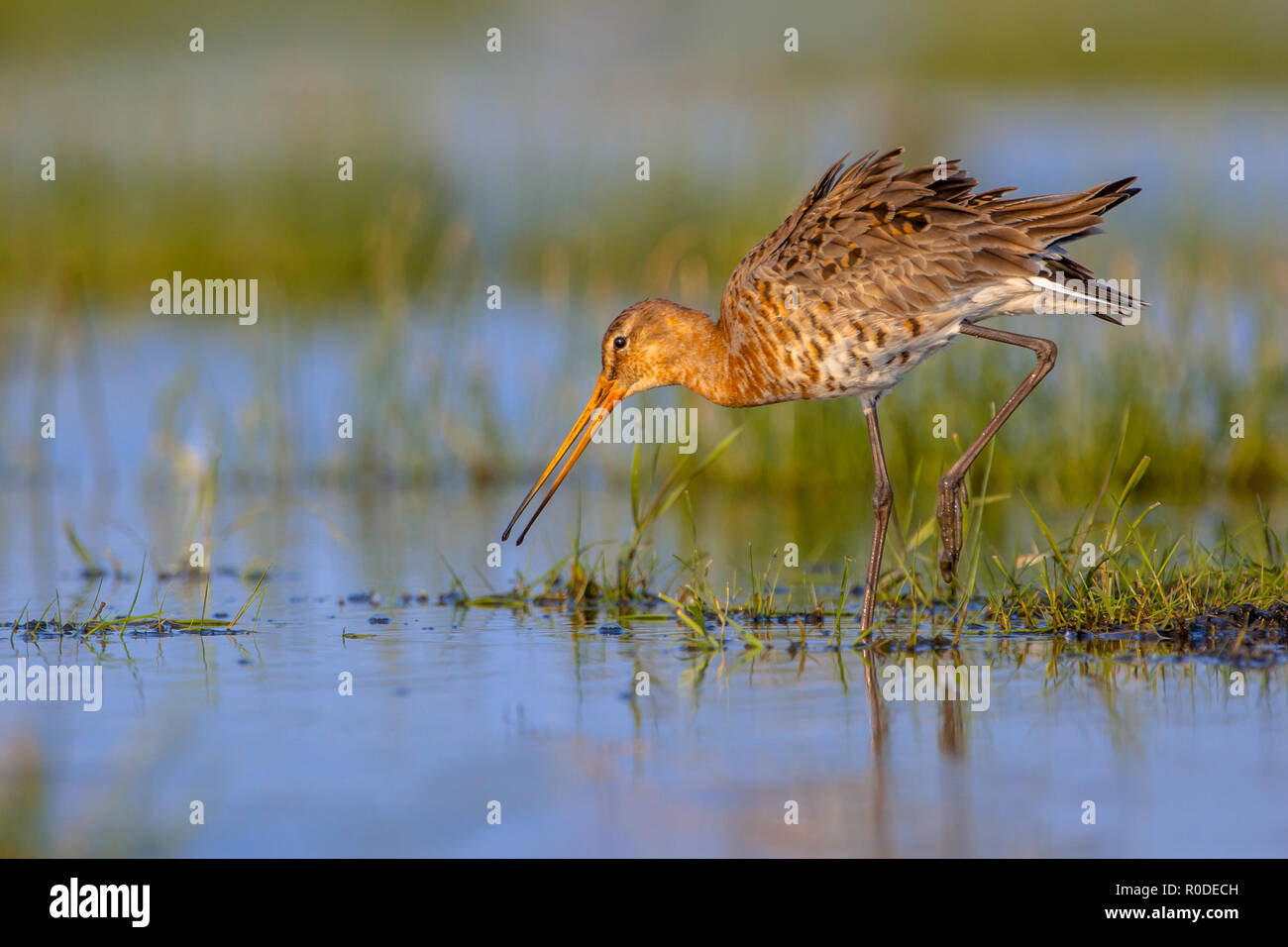 Uferschnepfe (Limosa limosa) Wandern im flachen Wasser. Dies ist einer der wader Vogel Zielarten in Niederländische Projekte zum Schutz der Natur Stockfoto
