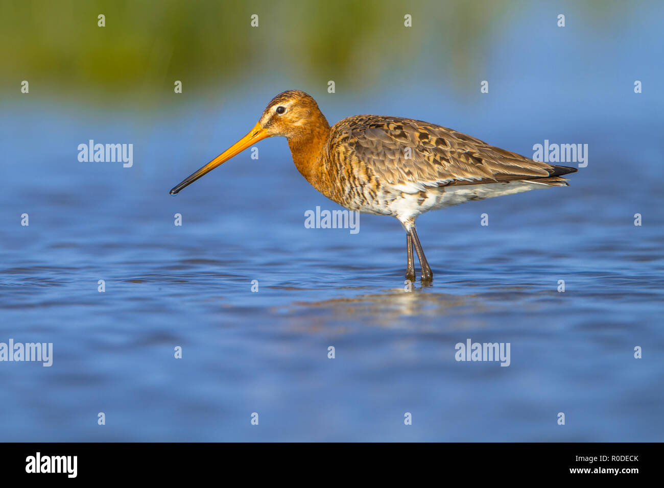 Waten weiblichen Uferschnepfe (Limosa limosa) einer der wader Vogel Zielarten in Niederländische Projekte zum Schutz der Natur Stockfoto