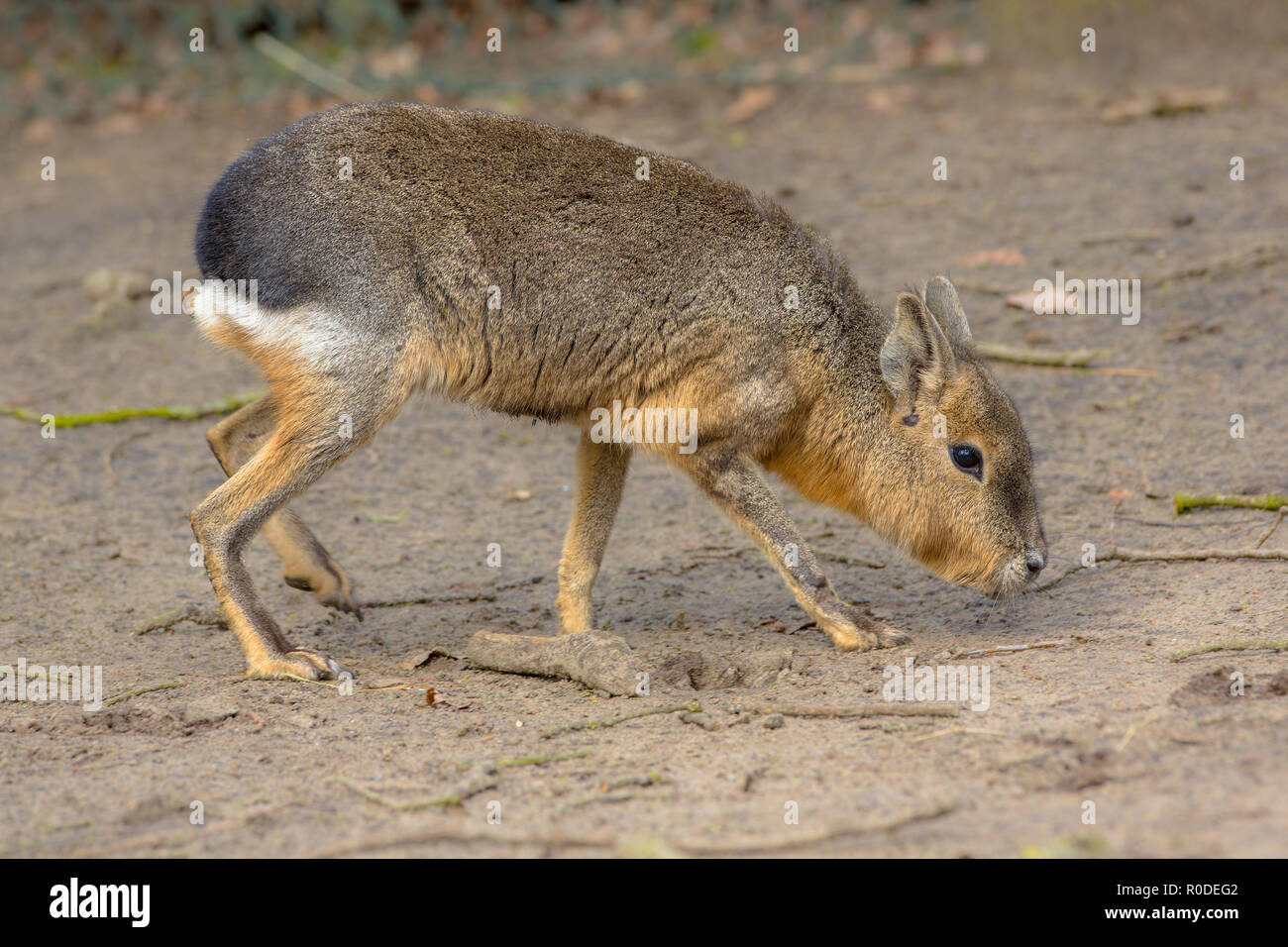 Patagonian Mara (Dolichotis patagonum) ist eine Art von Kaninchen - wie Nagetier in offenen und halb-offenen Lebensräume in Argentinien, einschließlich großer Teile Stockfoto