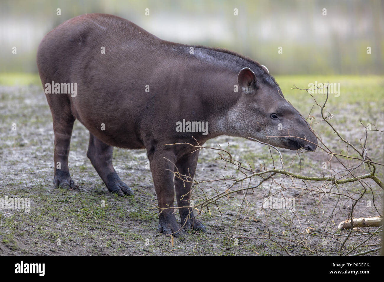 South American Tapir (Tapirus terrestris) können in der Nähe von Wasser im Amazonas Regenwald und Einzugsgebiet in Südamerika gefunden werden Stockfoto