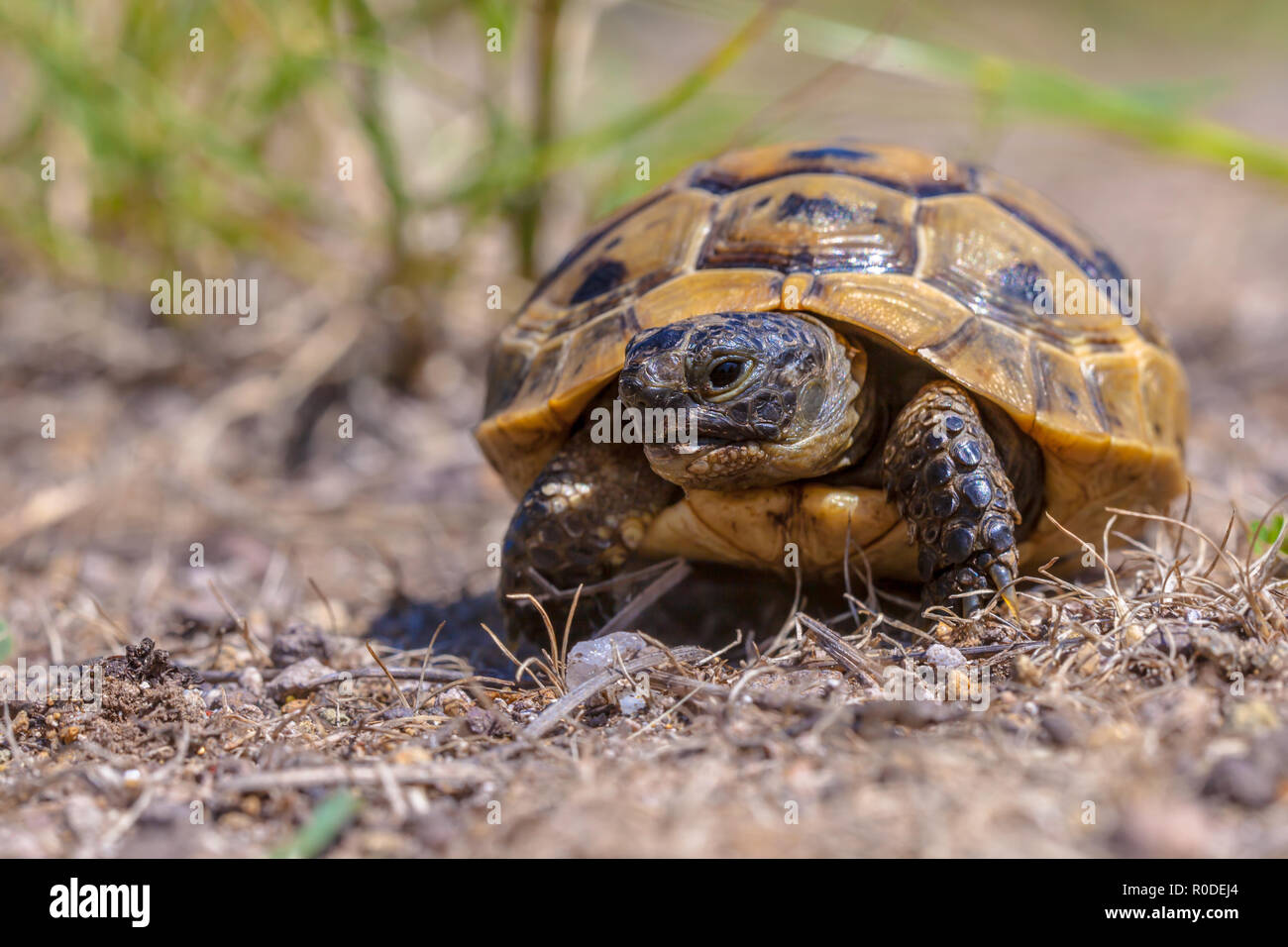 Sporn - thighed Schildkröte oder Griechische Landschildkröte (Testudo graeca) ist eine von fünf Arten der mediterranen Schildkröte in der Gattung Testudo platziert Stockfoto