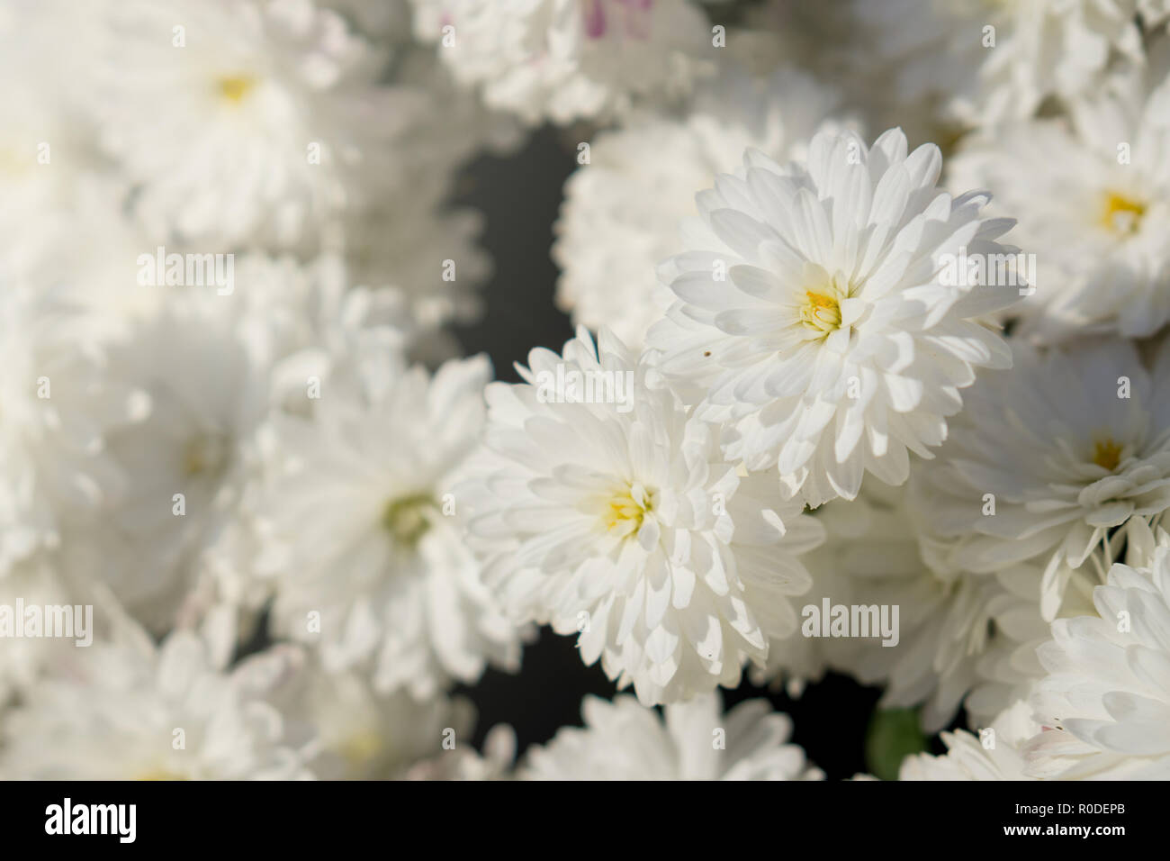 Viele weiße Blüten mit gelben Stempel. Blumen blühten in der Sonne  Stockfotografie - Alamy