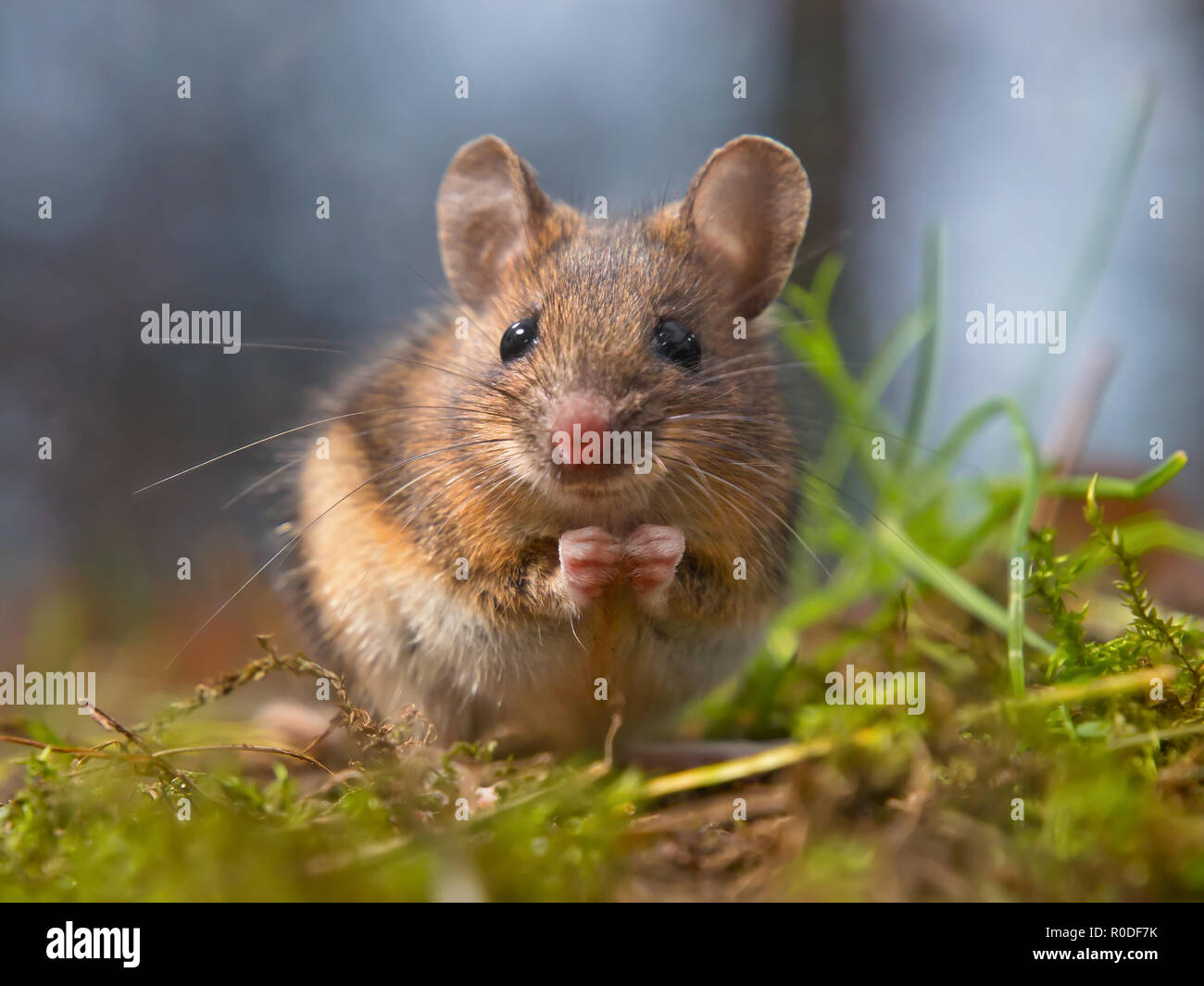 Cute Holz Maus sitzt auf Hinterbeine Stockfoto