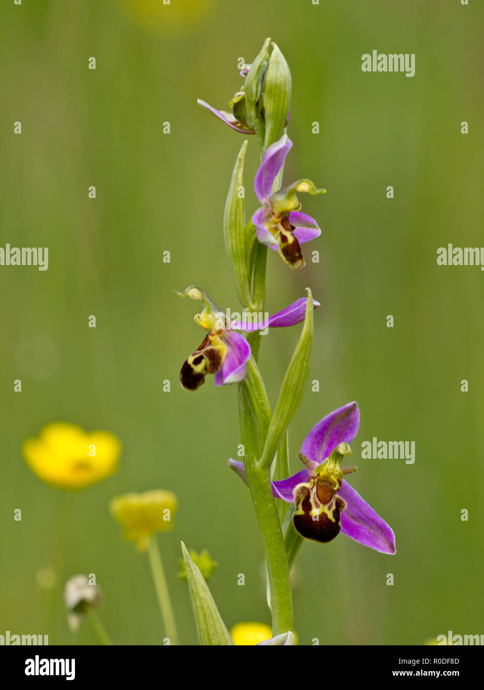Bienen-ragwurz in zwischen grasartige Vegetation Stockfoto