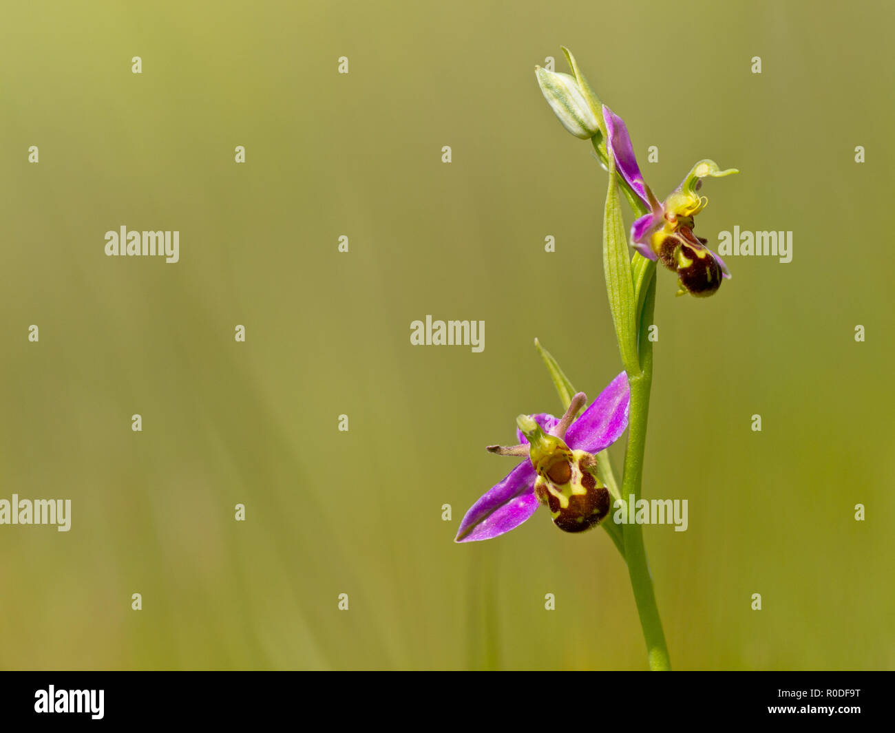 Bienen-ragwurz (Ophrys apifera) gegen grüner Hintergrund Stockfoto