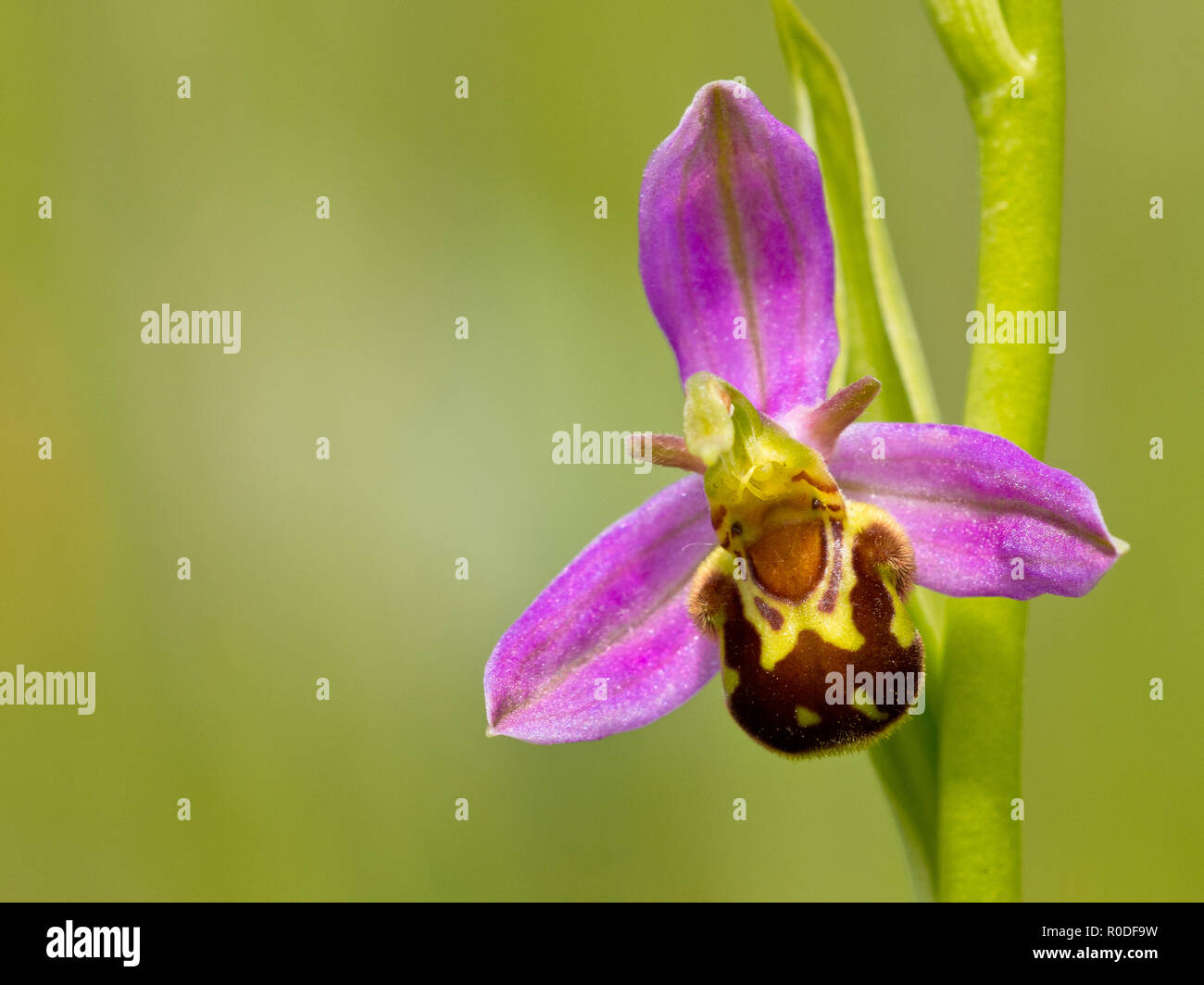 Nahaufnahme von Bienen-ragwurz (Ophrys apifera) Blüte Stockfoto