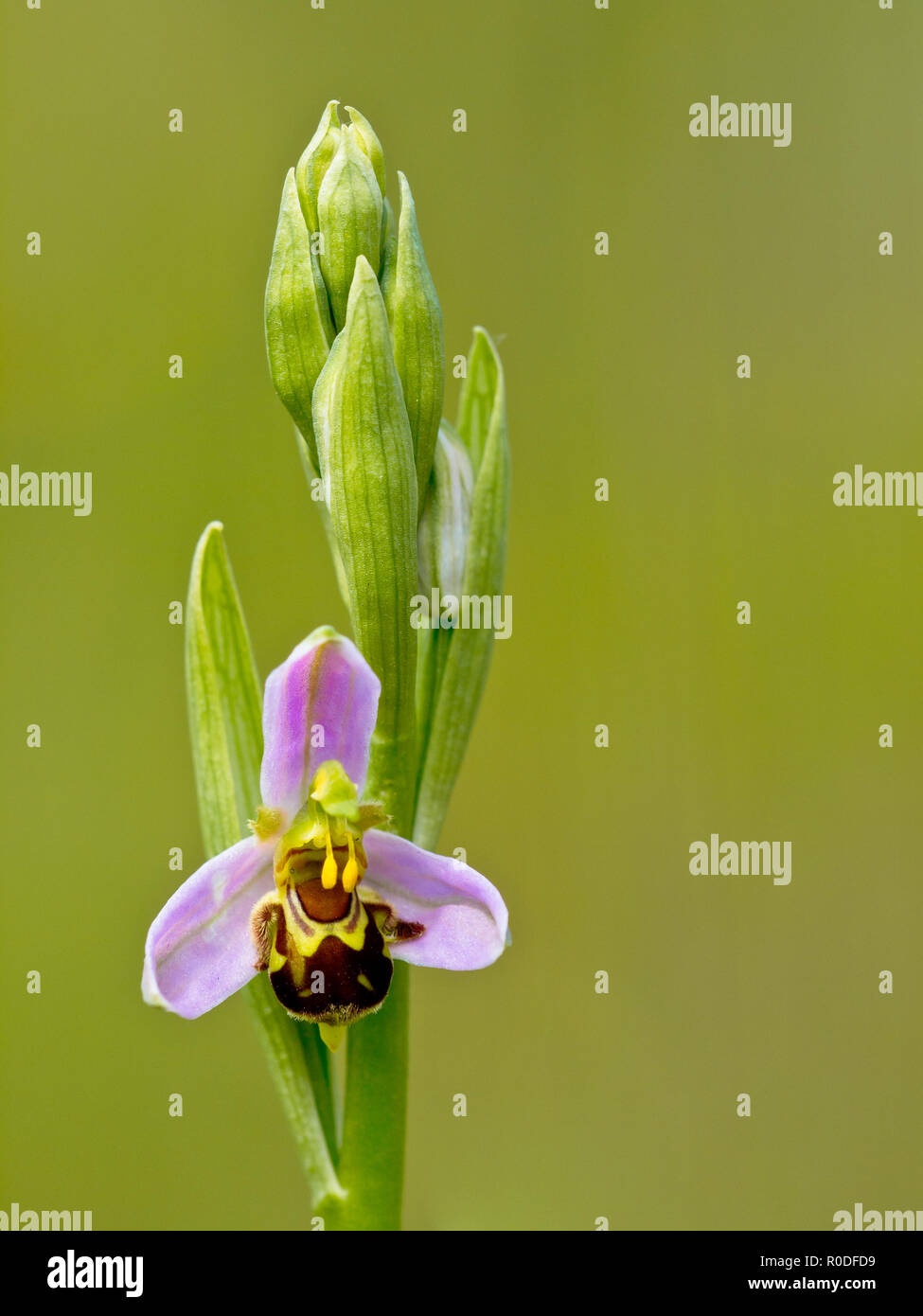 Einzelne Blume der Bienen-ragwurz (Ophrys apifera) Stockfoto