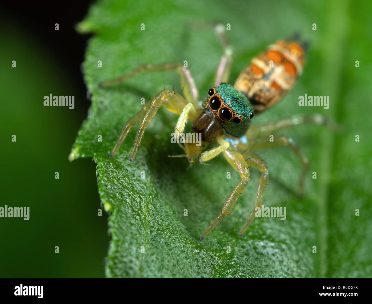 Makrofotografie von bunten Springende Spinne mit Beute auf grünem Blatt Stockfoto