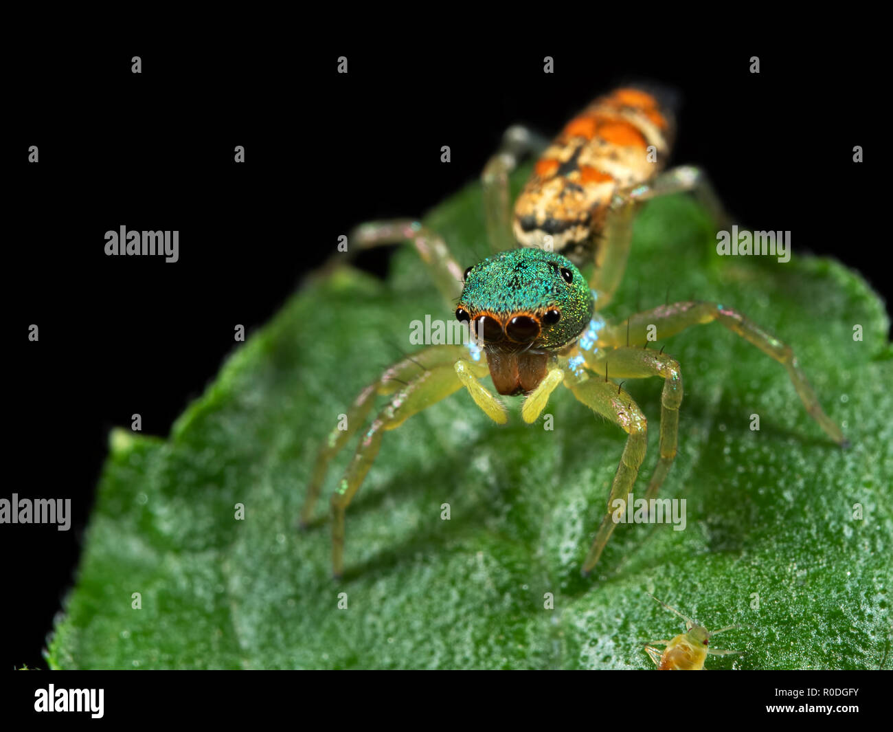 Makrofotografie von bunten Jumping Spider auf grünem Blatt Stockfoto