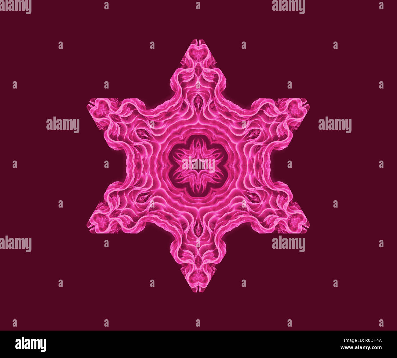Pink Christmas Star oder Snowflakejoy Stockfoto