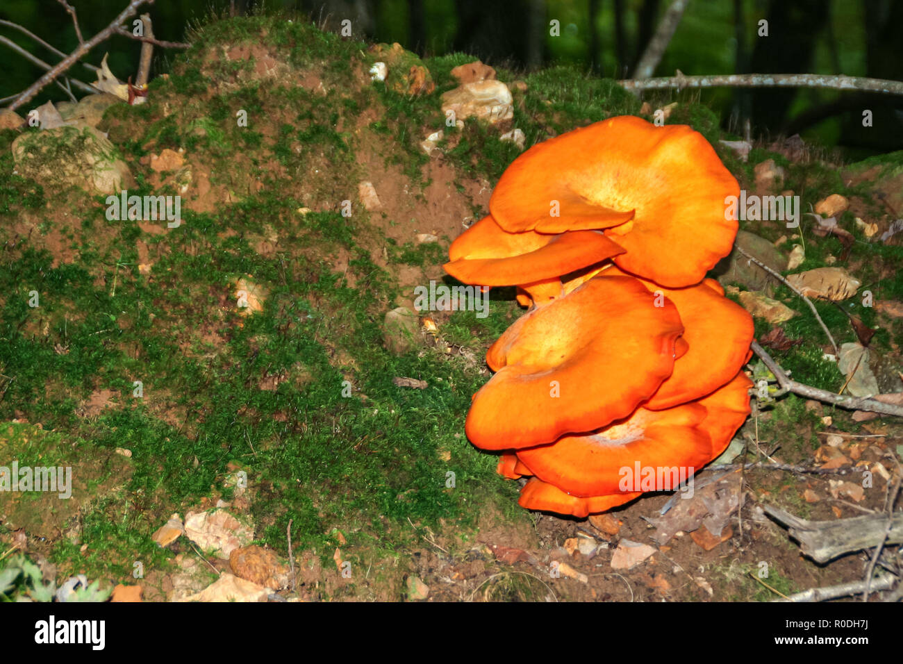 Dieser Riese orange Pilz gefunden beim Wandern an Governor Dodge State Park in Wisconsin. Stockfoto