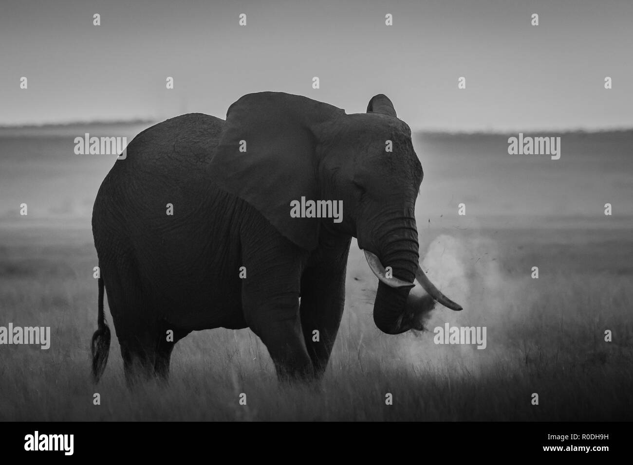 Dieses Bild von der Elefant ist in der Amboseli in Kenia. Stockfoto