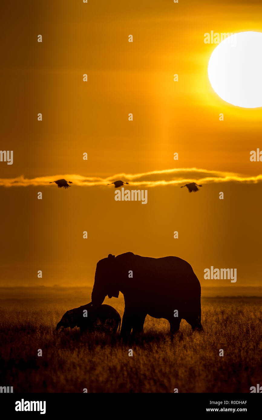 Dieses Bild von der Elefant ist in der Amboseli in Kenia getroffen, Stockfoto