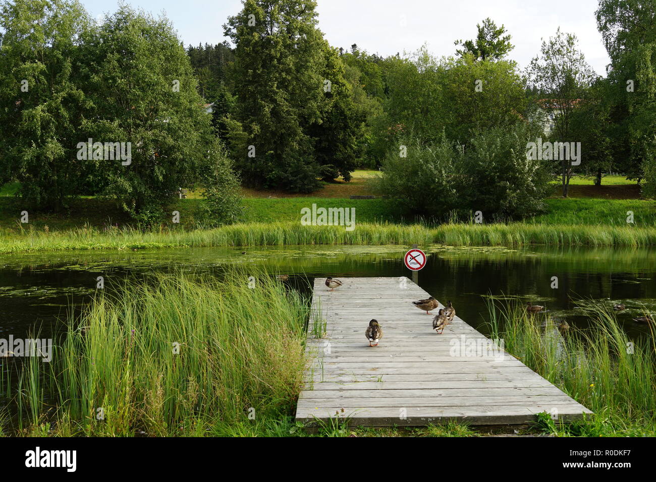 Enten auf einem Holzsteg über einen Teich ist von einer Parkanlage umgeben Stockfoto