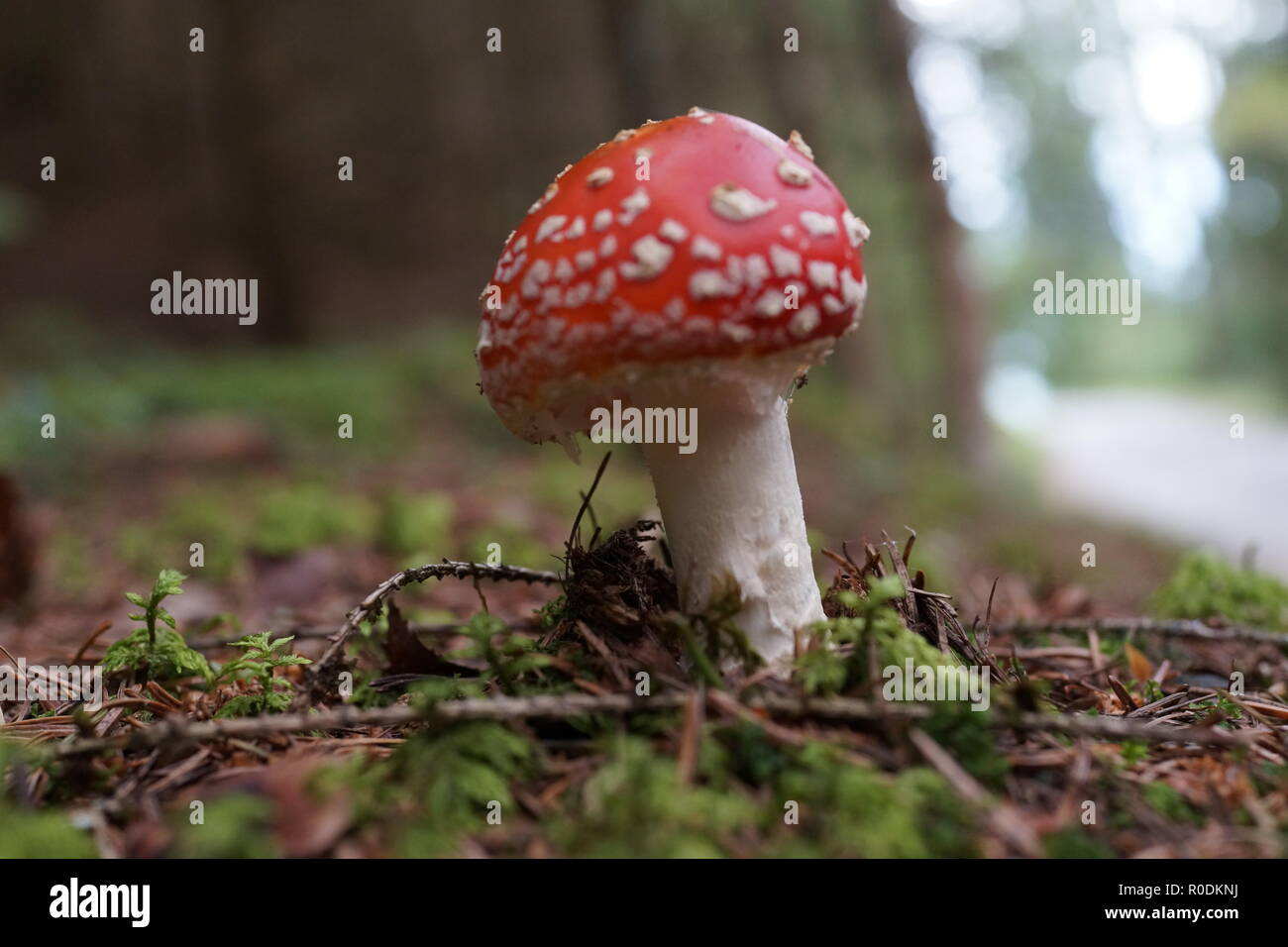 Junge fly Agaric im Wald Stockfoto