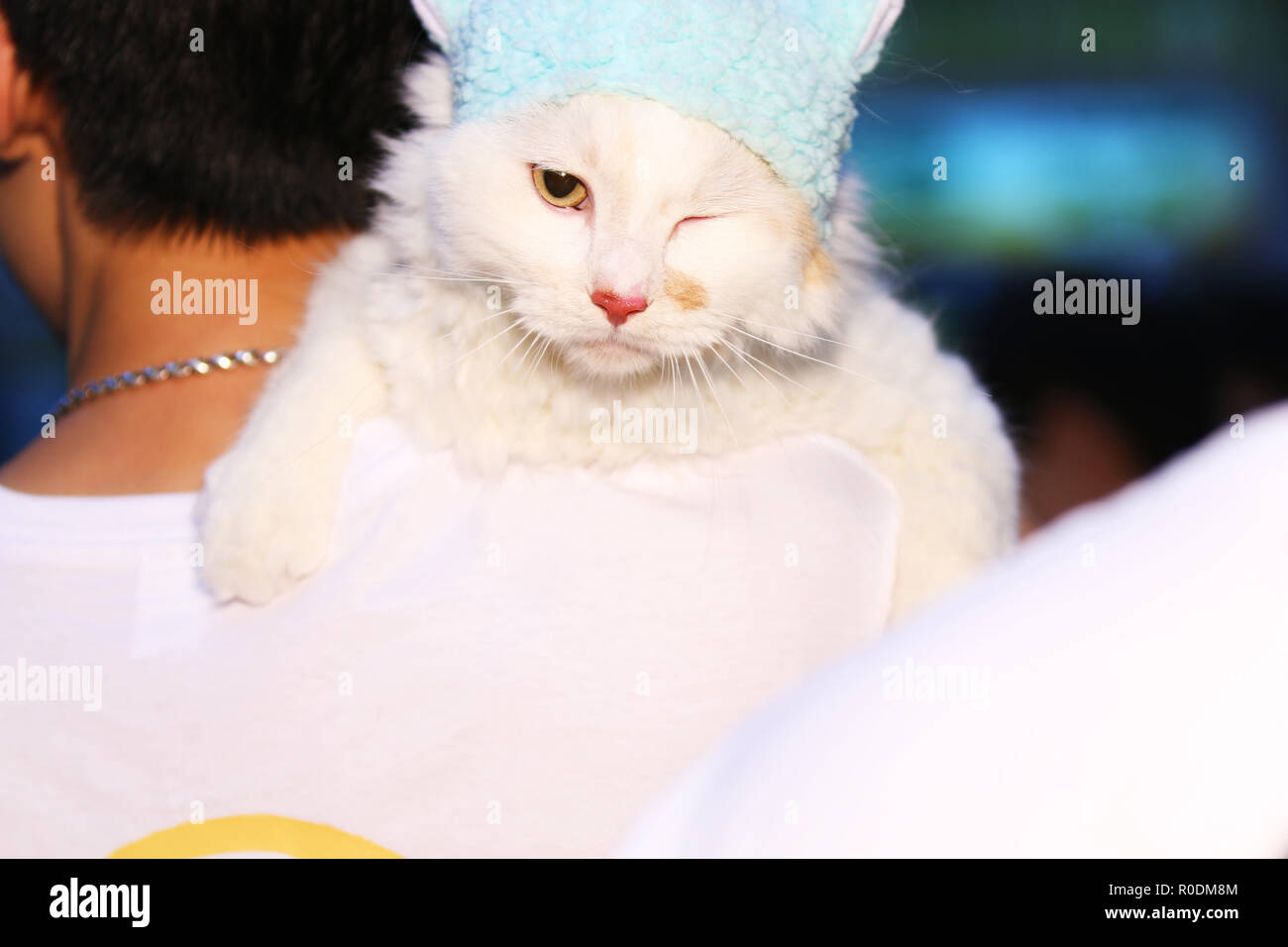 Eine Katze auf der Schulter Stockfoto