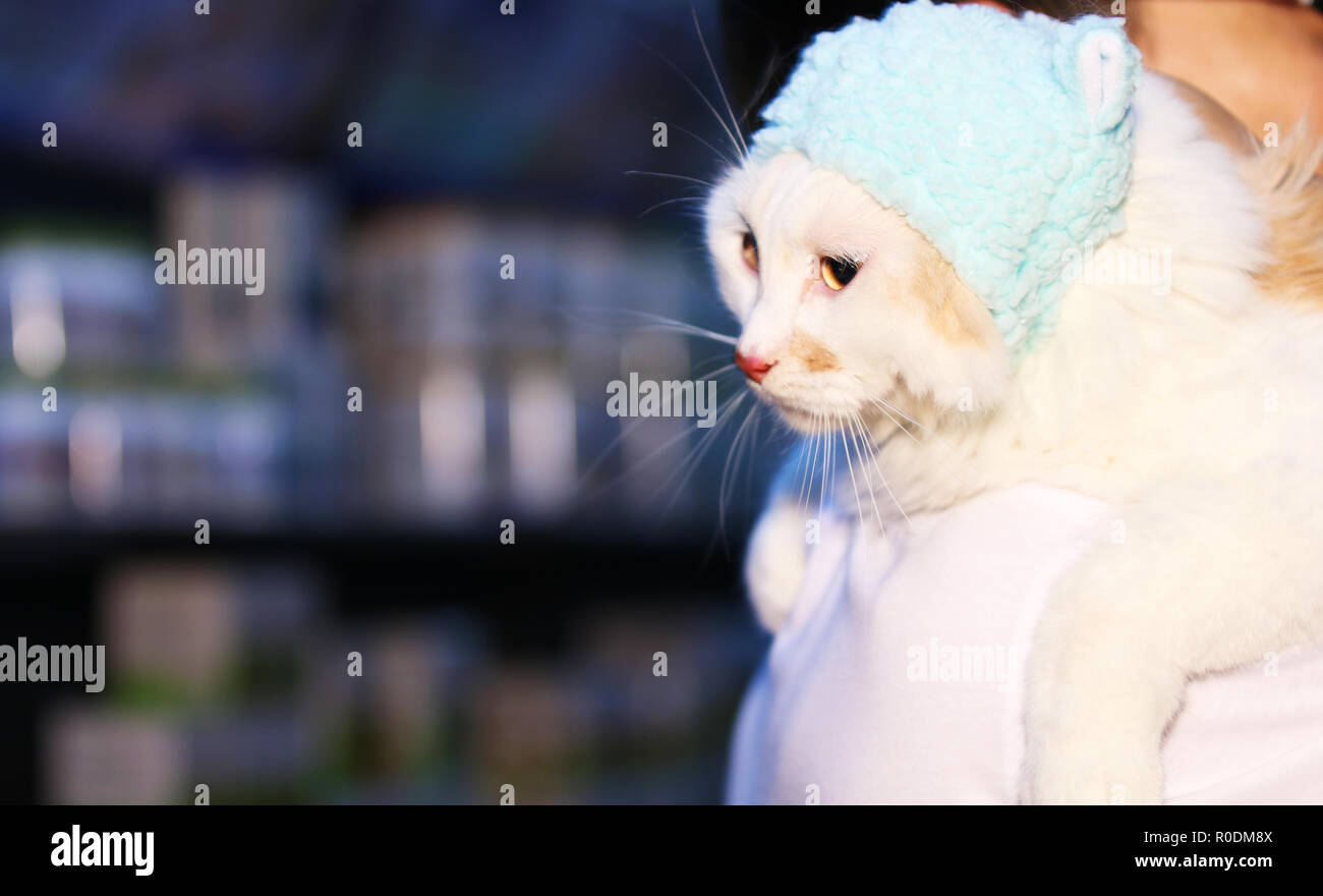 Eine Katze auf der Schulter Stockfoto