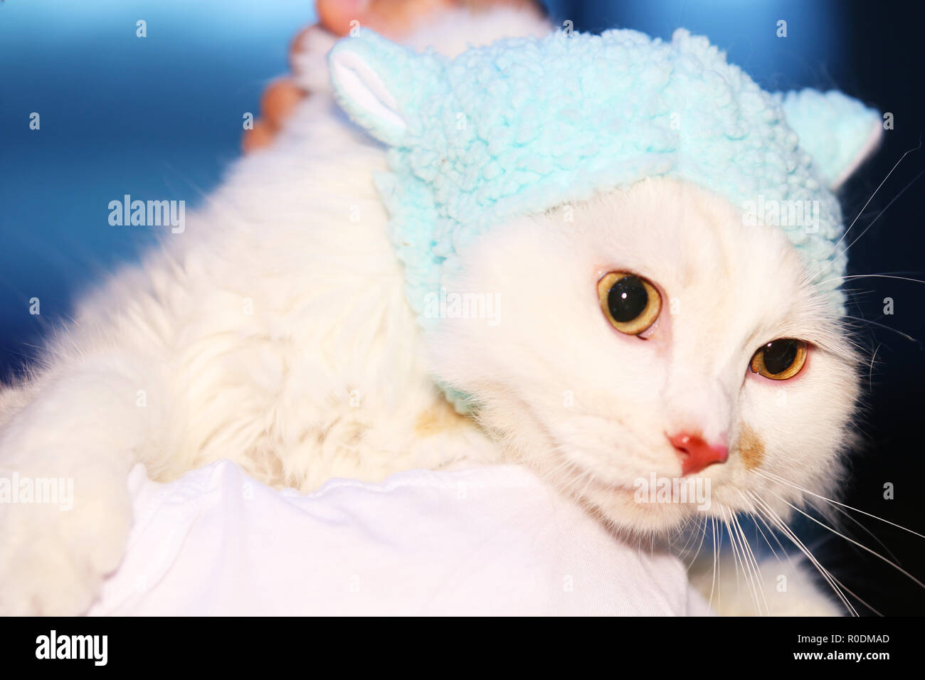 Eine Katze auf der Schulter Stockfoto