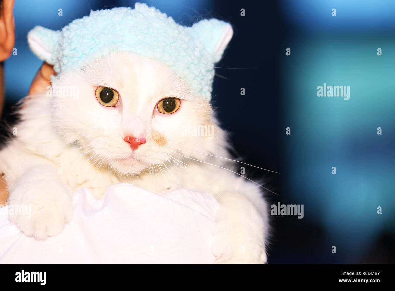 Eine Katze auf der Schulter Stockfoto