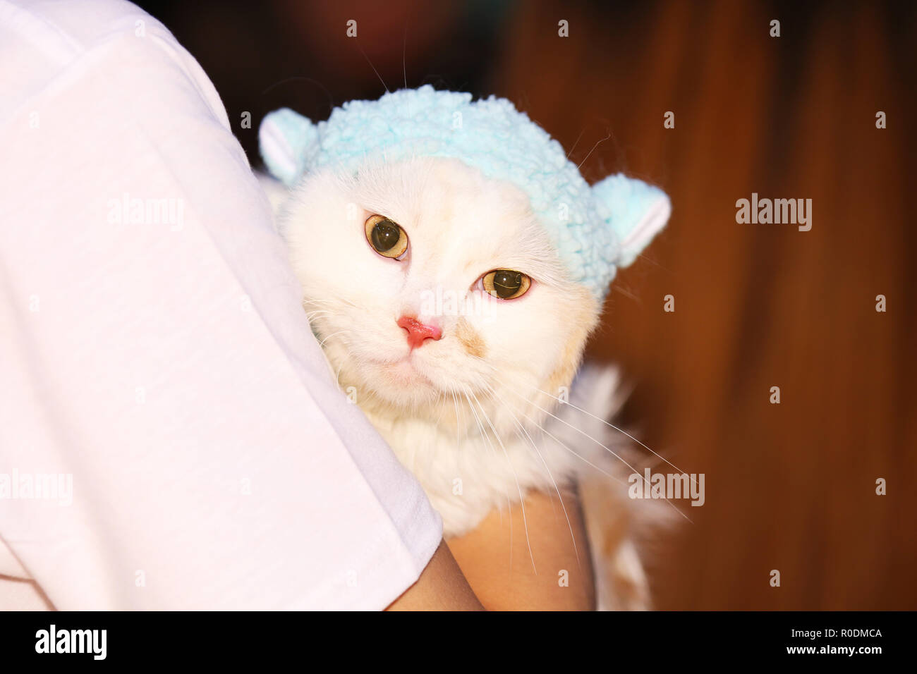Eine Katze auf der Schulter Stockfoto