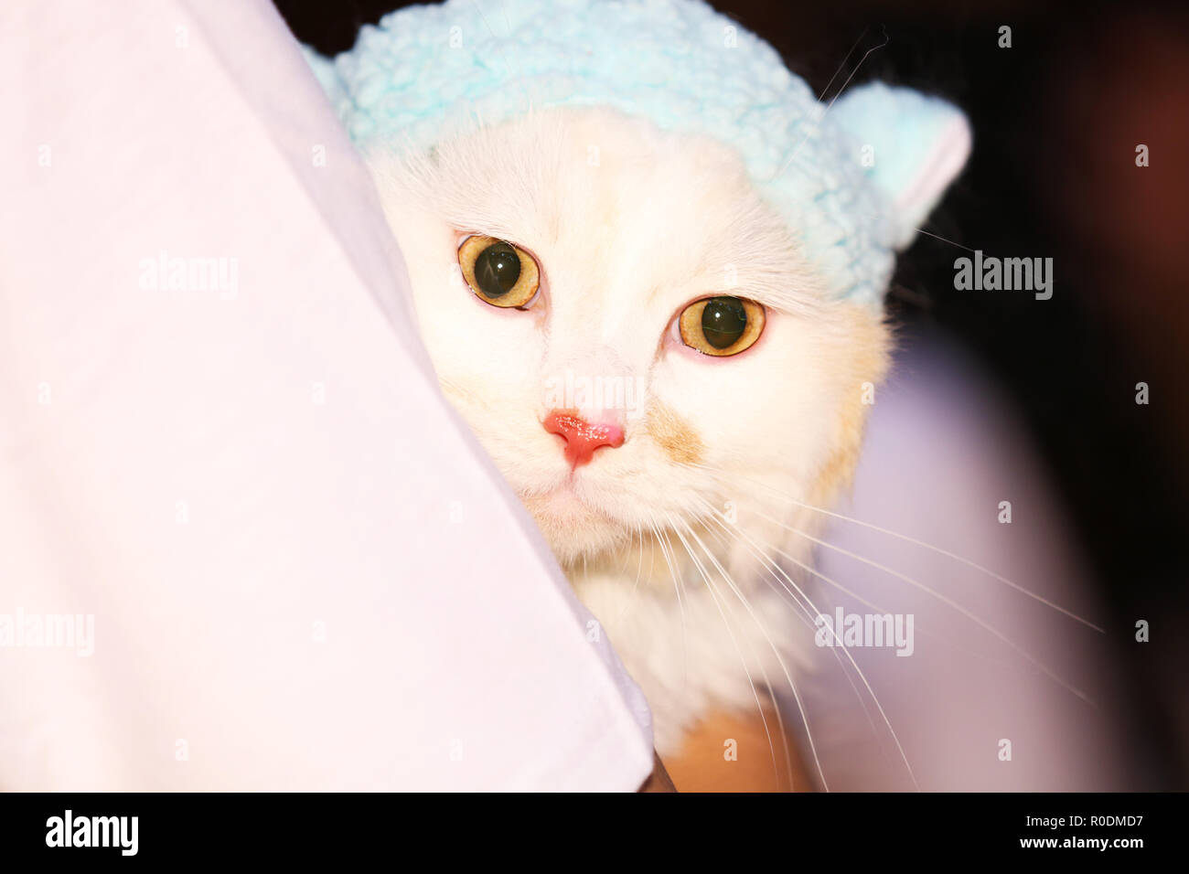 Eine Katze auf der Schulter Stockfoto