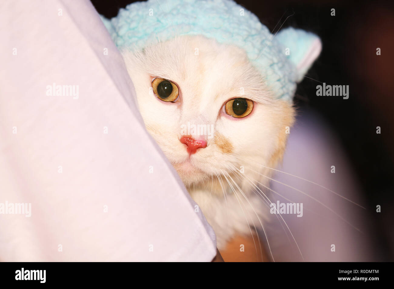 Die Katze an Kamera suchen Stockfoto