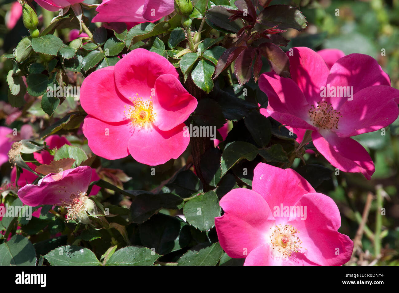 Sydney Australien, einzelnes Blütenblatt hell rosa rosa Blüten Stockfoto
