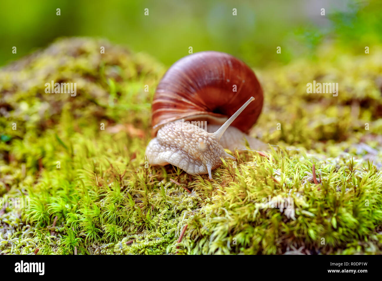 Helix pomatia auch römische Schnecke, Weinbergschnecken, weinbergschnecke oder Escargot, ist eine Pflanzenart aus der Gattung der Großen, Essbar, Atemluft- land Schnecke, eine terrestrische Pulmo Stockfoto