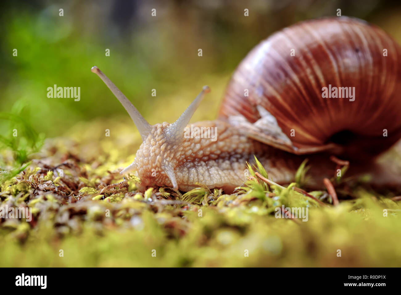 Helix pomatia auch römische Schnecke, Weinbergschnecken, weinbergschnecke oder Escargot, ist eine Pflanzenart aus der Gattung der Großen, Essbar, Atemluft- land Schnecke, eine terrestrische Pulmo Stockfoto