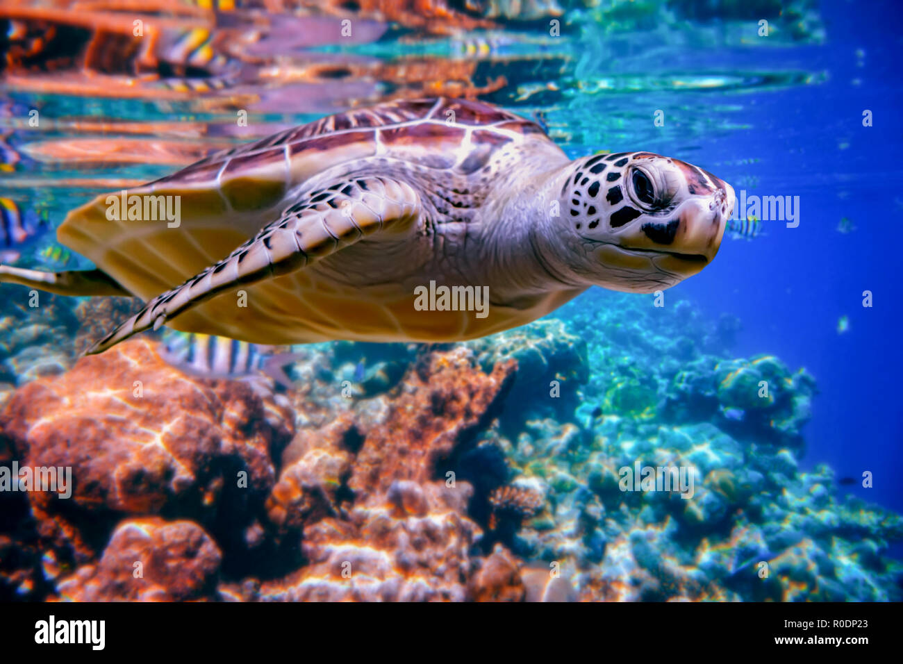 Sea Turtle schwimmt unter Wasser auf dem Hintergrund der Korallenriffe. Malediven Indischer Ozean Korallenriff. Stockfoto