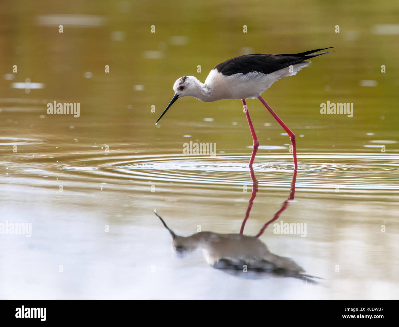 Die nahrungssuche Schwarz geflügelte Stelzenläufer, gemeinsame Stelzenläufer, oder pied Stelzenläufer (Himantopus himantopus), einer sehr langen Beinen wader Vogel, im flachen Wasser Stockfoto