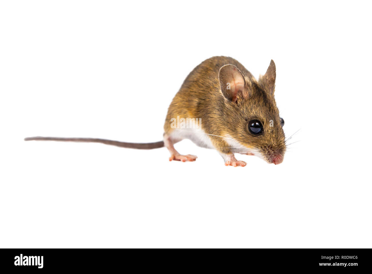 Holz Maus mit niedlichen braunen Augen schauen in die Kamera auf weißem Hintergrund Stockfoto