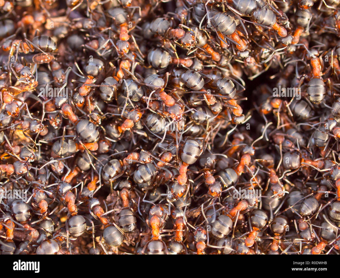 Hintergrund der Red Ant Colony (Formica rufa) Stockfoto